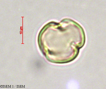 Alchornea iricurana - lame n° 28006